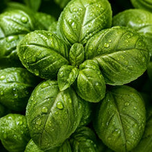 Albahaca