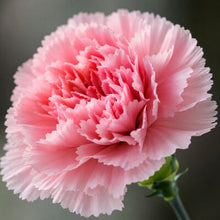 Clavel