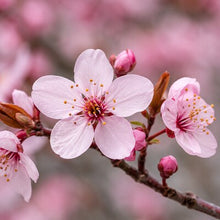 Flor de cerezo