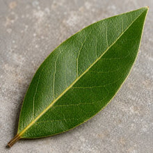 Laurel