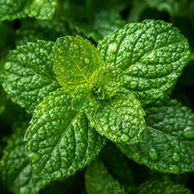 Menta